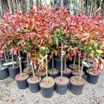 Červienka Fraserova (Photinia × fraseri) ´RED ROBIN´ - výška 90-100 cm, kont. C7L - NA KMIENKU